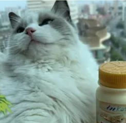 复合维生素b猫咪一天吃几颗好 复合维生素b猫咪一天吃几颗好