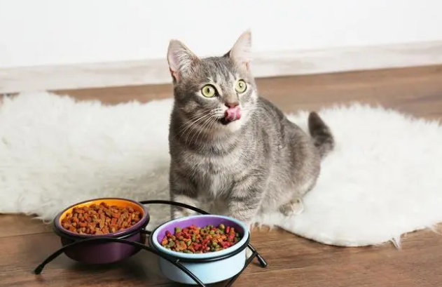 猫咪换粮没有食欲,那该怎么办呢? 猫咪换粮没有食欲,那该怎么办呢?