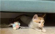猫咪伤心的表现