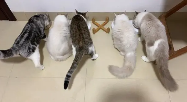 小猫咪换粮怎么换呢?它脆弱的小肠胃怎么呵护呢? 小猫咪换粮怎么换呢?它脆弱的小肠胃怎么呵护呢?