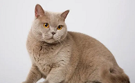猫咪的耳螨怎么清理干净