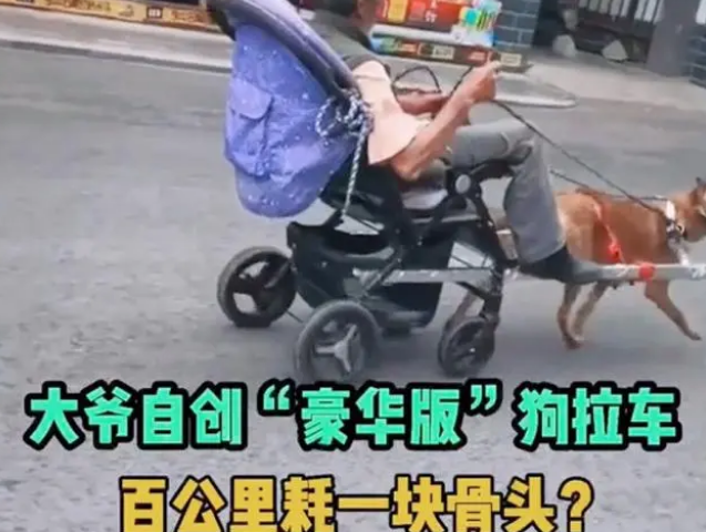 云南昭通：一大爷自创“豪华版”狗拉车上路