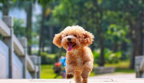 泰迪可以吃葡萄皮吗？该怎么挽救得好？