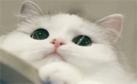 小猫出生多久可以打针