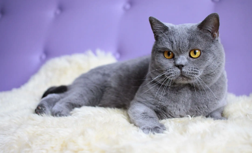 英国短毛猫的特征和特点