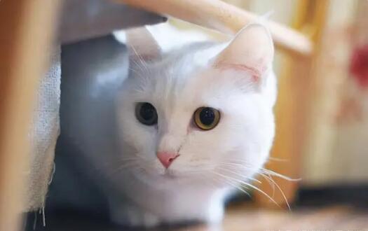 猫尿有很多有血是什么情况怎么回事