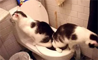 猫咪经常拉稀怎么办吃什么药