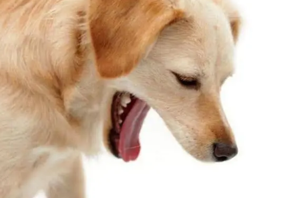狗狗呕吐是什么原因引起的 狗狗呕吐是什么原因引起的