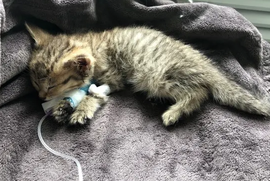 猫冠状和猫瘟哪个严重 猫冠状和猫瘟哪个严重