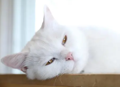 猫身上会有跳蚤吗
