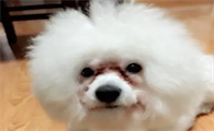 比熊有泪痕是什么原因
