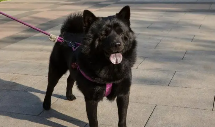 哪里有卖五黑犬的