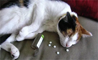 可以给猫吃的消炎药都有哪些牌子