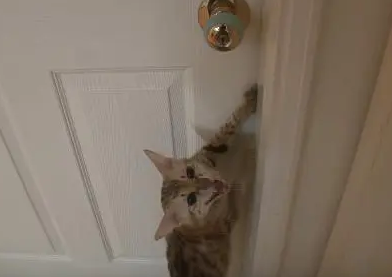 两只母猫吵架了居然是因为都想当小猫的母亲 两只母猫吵架了居然是因为都想当小猫的母亲