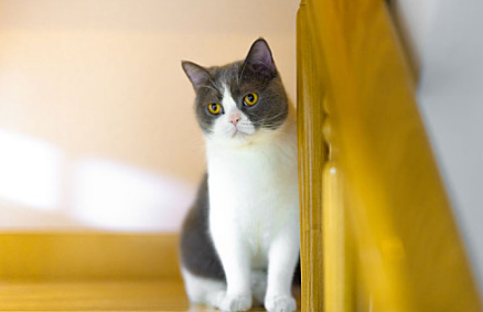 多久帮小猫排便一次比较好