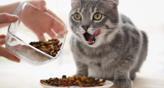 20克猫粮是多少
