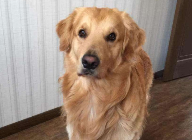 金毛犬吃什么毛发漂亮
