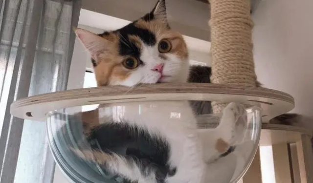 猫窝是越大越好吗