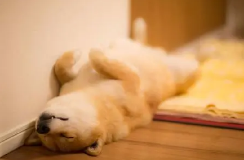 狗狗睡姿看性格 狗狗睡姿看性格