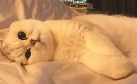 两个月小猫要不要驱虫