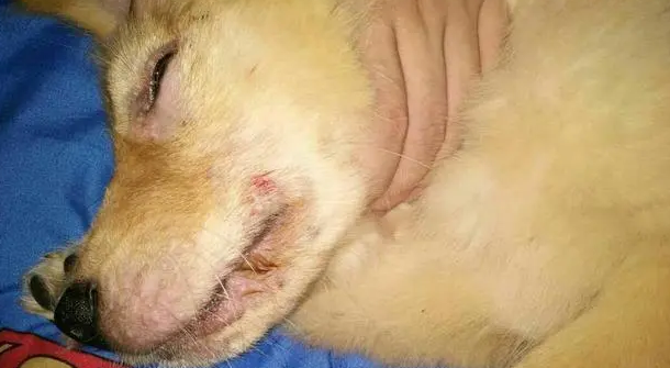 狗狗吃了蟑螂药粉末会不会死掉 狗狗吃了蟑螂药粉末会不会死掉