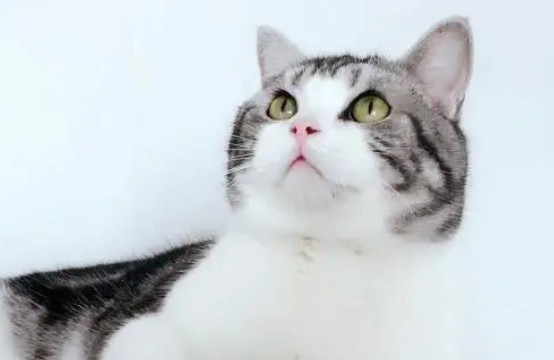 美短吃什么猫粮