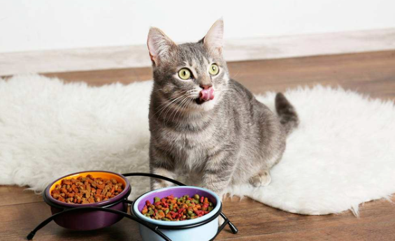 猫粮什么牌子比较好