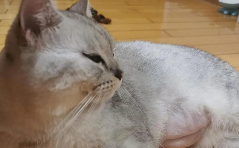 猫多久怀孕一次正常