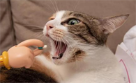 猫咪多久做一次体内驱虫