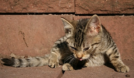 猫咪多大可以做绝育手术啊 猫咪多大可以做绝育手术啊