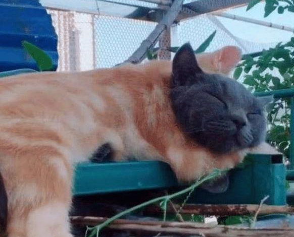 女子去逛街,碰到一只流浪猫,品种很罕见 女子去逛街,碰到一只流浪猫,品种很罕见
