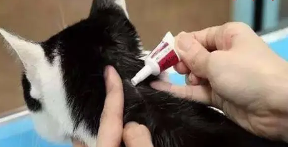 小猫体外驱虫多久一次比较好 小猫体外驱虫多久一次比较好