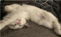母猫总在床上尿怎么办