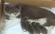猫几个月下崽
