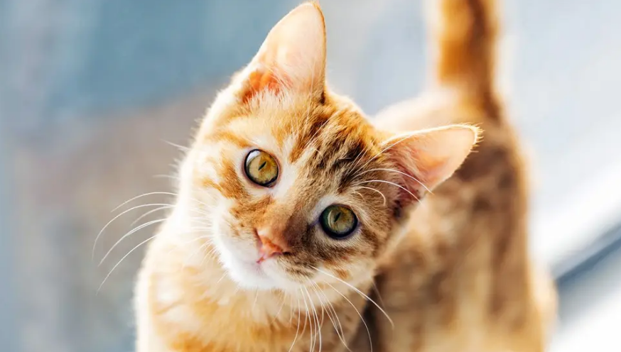 猫便软带血 猫便软带血