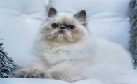 猫得了杯状病毒怎么办啊