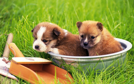 新狗粮狗狗不吃怎么办？新手必看