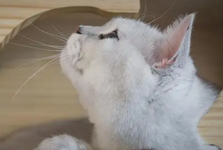 冬天猫窝怎么做 冬天猫窝怎么做