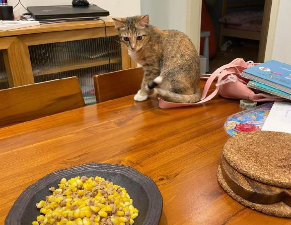 主人一吃饭，猫咪就围过来发出灵魂拷问：你好意思一个人吃独食吗