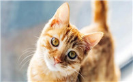猫便软带血