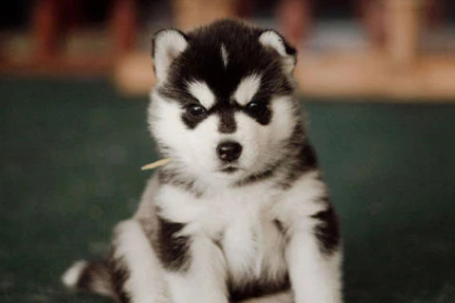哈士奇幼犬多少钱一只新疆的哈士奇
