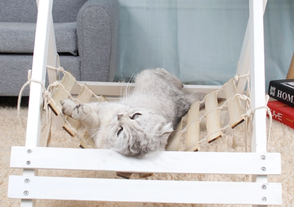夏季猫窝味大,记得要这样正确去清理 夏季猫窝味大,记得要这样正确去清理