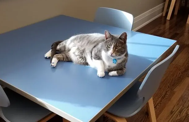 怎么让猫不上桌子?要讲究技巧 怎么让猫不上桌子?要讲究技巧