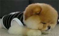 狗狗吃钙片天天吃有什么坏处