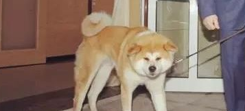 狗狗牵引绳选择哪种？铲屎官来看看吧