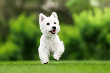 狗狗打狂犬疫苗时间间隔