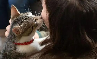 猫咪认识自己的主人吗？看完你就知道了