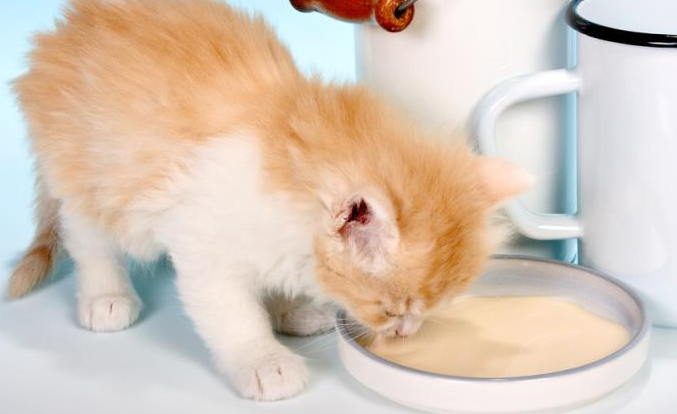 猫咪喜欢吃什么食物除了猫粮