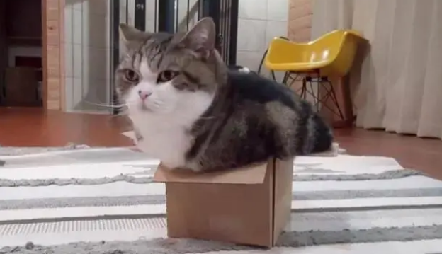 猫咪为什么不睡猫窝?原来它最喜欢的地方是这 猫咪为什么不睡猫窝?原来它最喜欢的地方是这