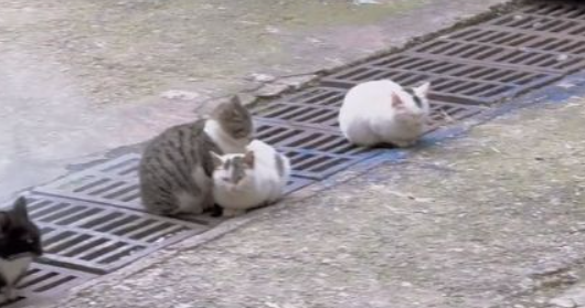 5只流浪猫窝在井盖上，男子看见后心疼起来